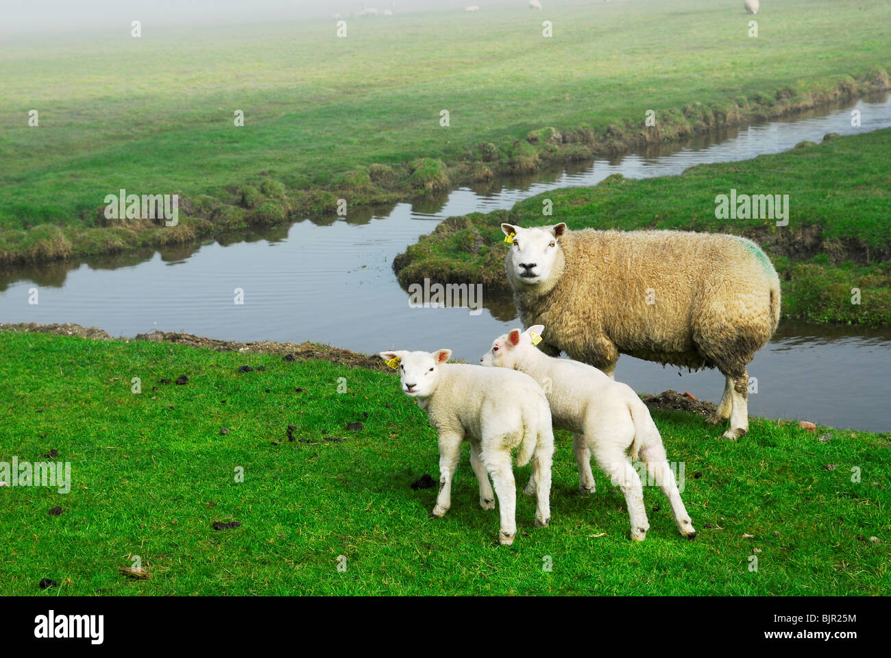 cute lambs in spring The Netherlands Stock Photo - Alamy