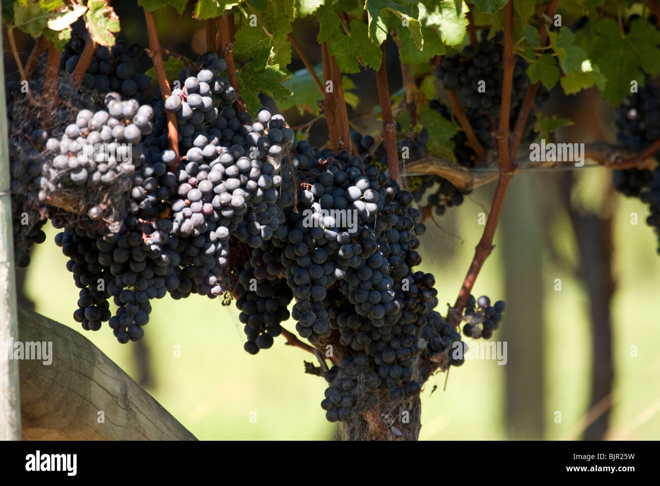 Vineyard with grapes in Hawke's Bay, New Zealand Stock Photo