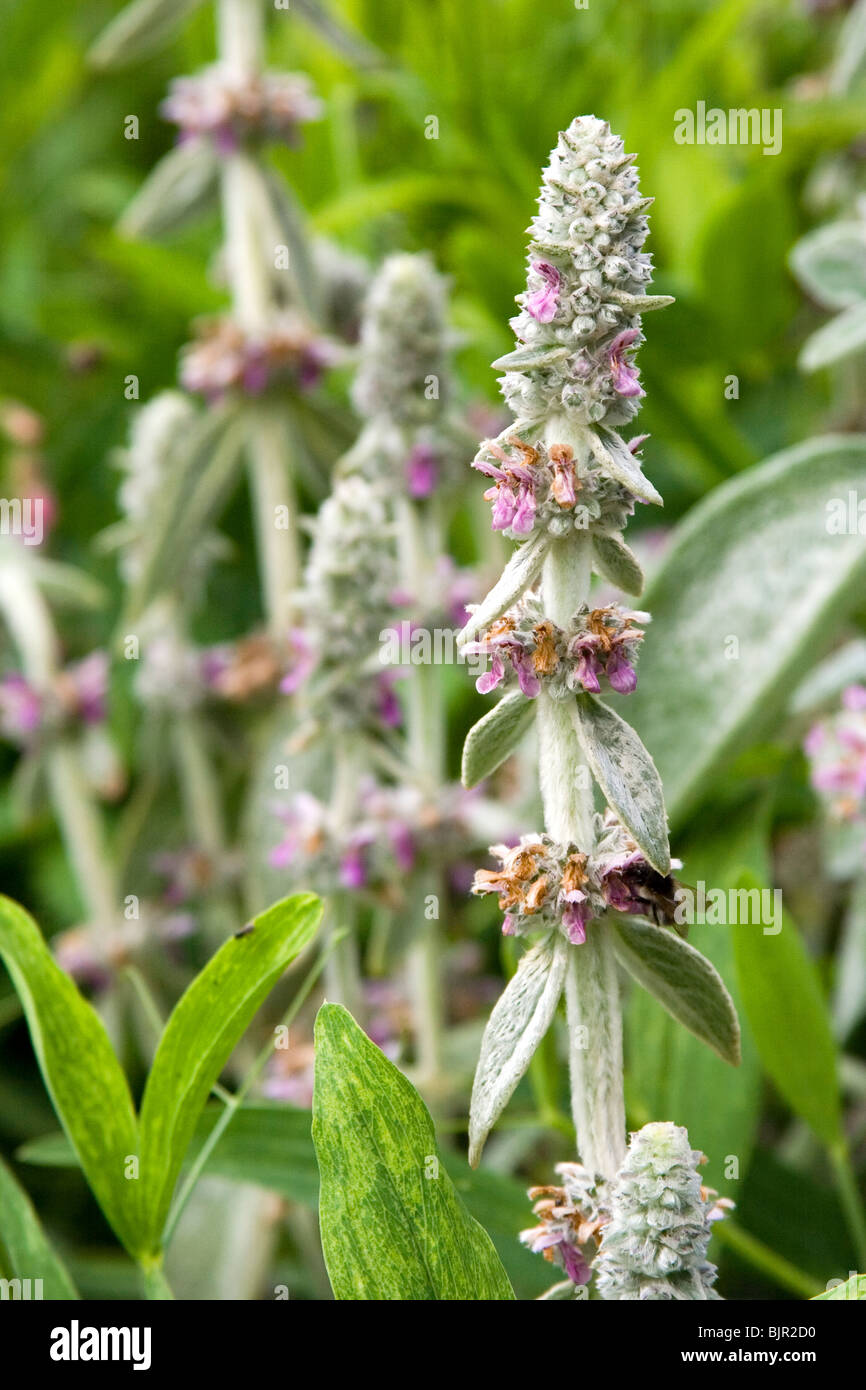 Flowering lamb's ear Stock Photo Alamy