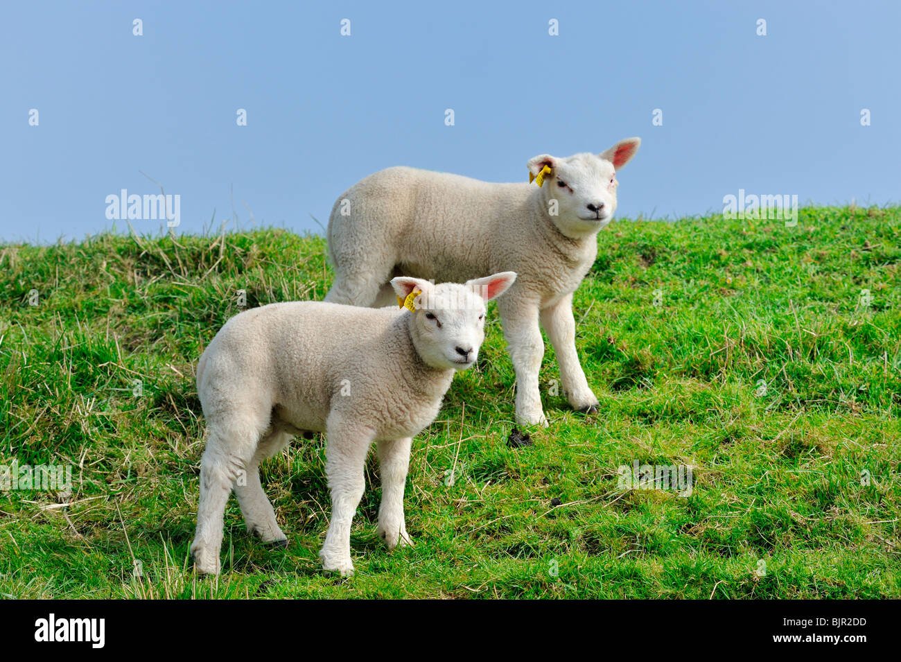 cute lambs in spring The Netherlands Stock Photo - Alamy