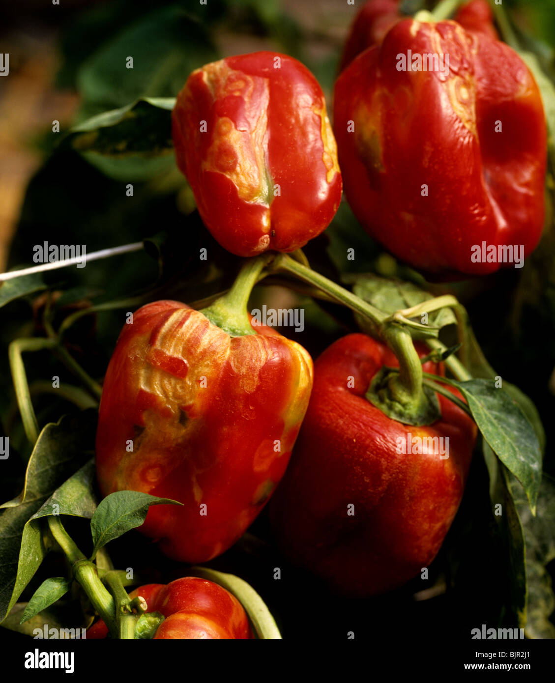Cucumber mosaic virus (CMV) effect on ripe fruit of sweet pepper plant, Portugal Stock Photo