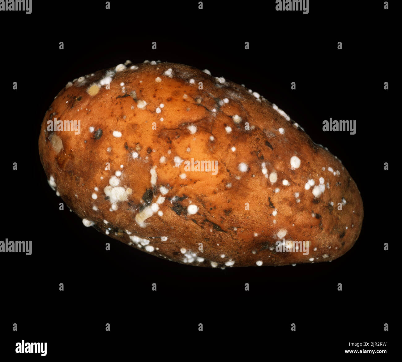 Rubbery rot (Geotrichum candidum) tuber infection on a potato Stock Photo