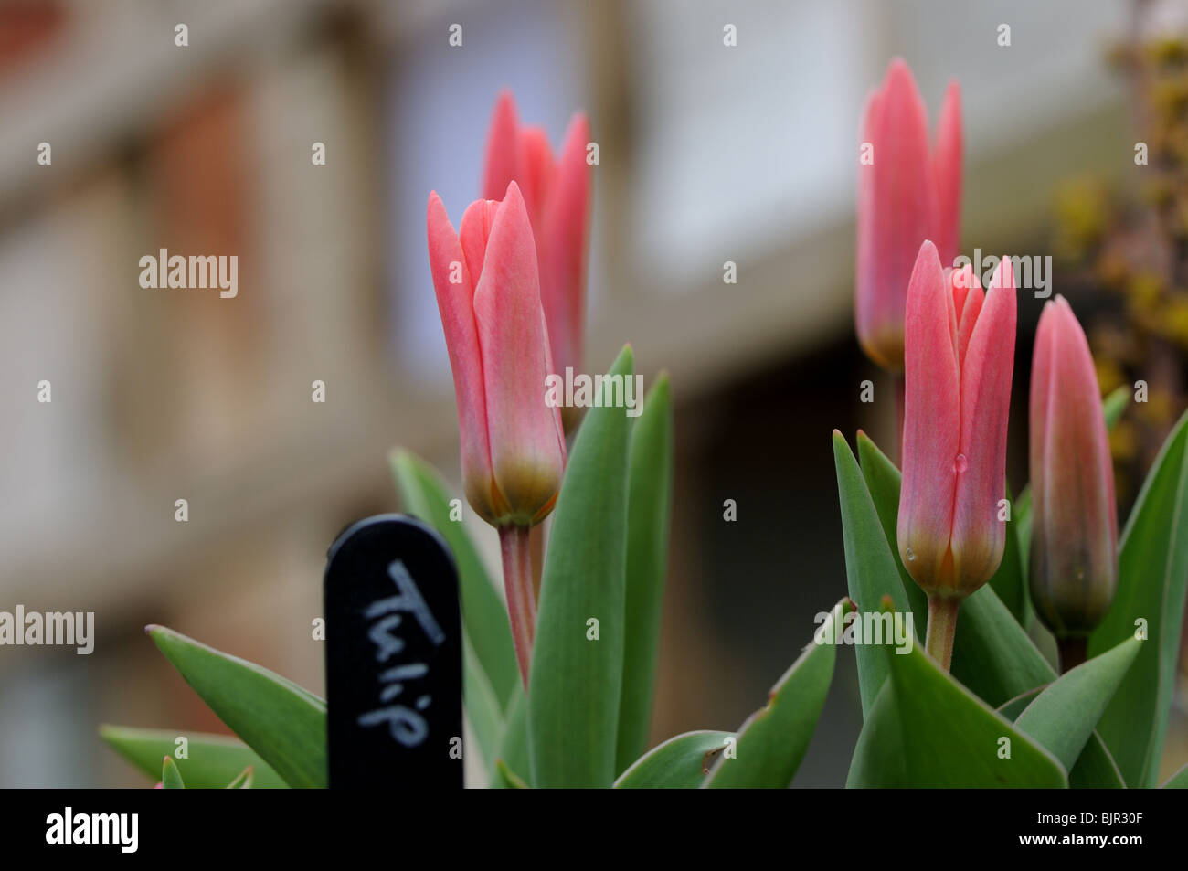 Labelled tulips ('jeantine') Stock Photo