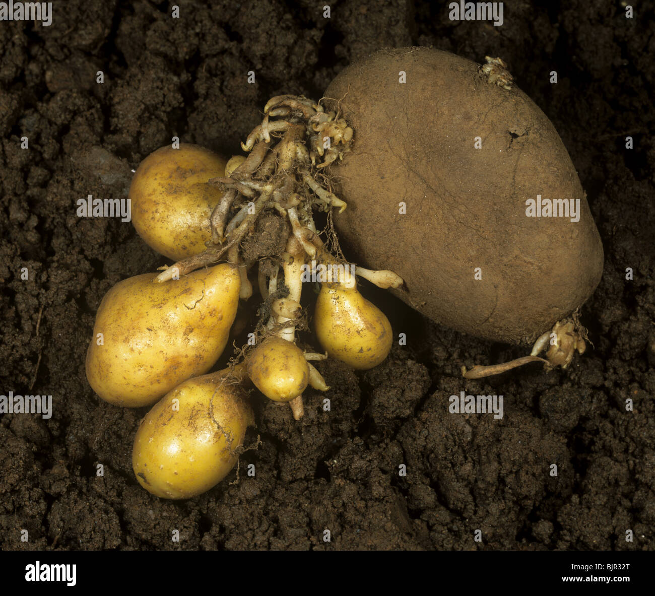 Secondary tuber growth caused by glyphosate phytotoxicity Stock Photo