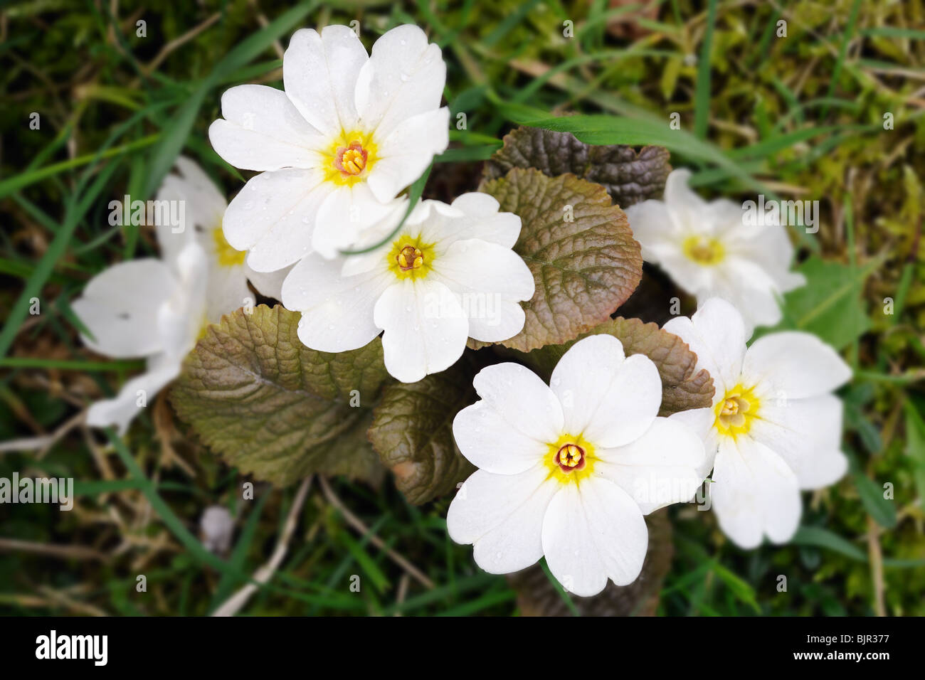 White primroses (primula) after a spring shower. Stock Photo