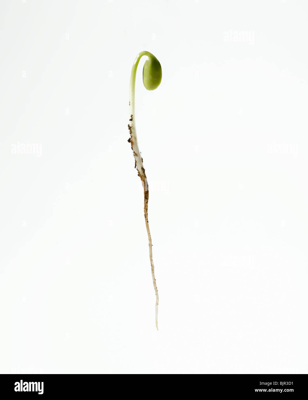 soy bean sprout with baby leaves and root cut out on white background Stock Photo