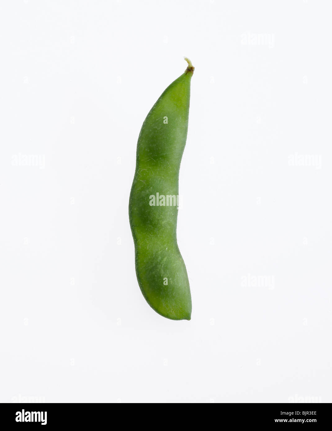 soybean and pod Stock Photo