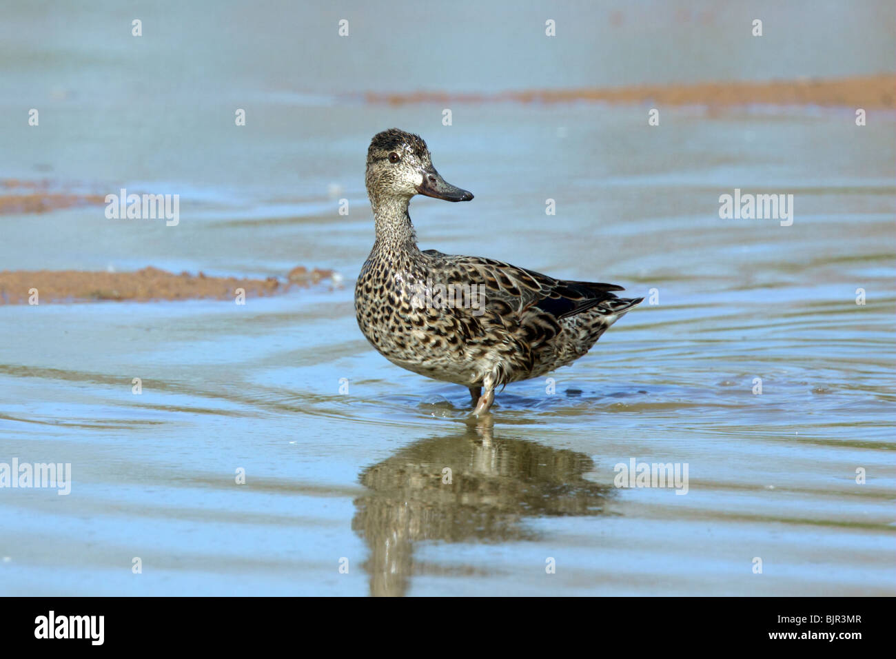 Greenwinged Teal adult female Stock Photo Alamy