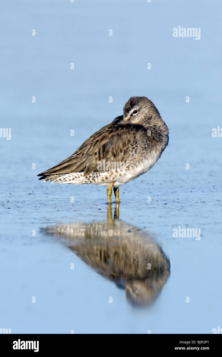 Long-billed Dowitcher in winter plumage. Stock Photo
