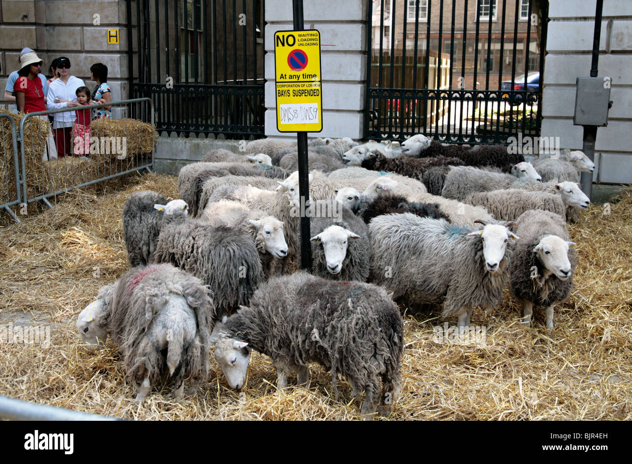 sheep in a pen in london Stock Photo