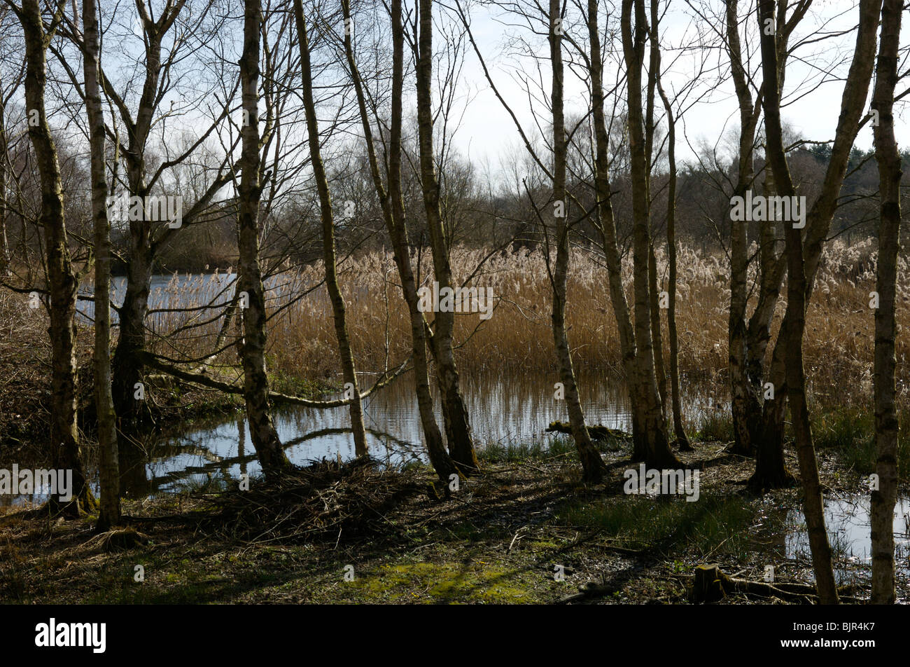 Pensthorpe Nature Reserve in Norfolk, Great Britain Stock Photo Alamy