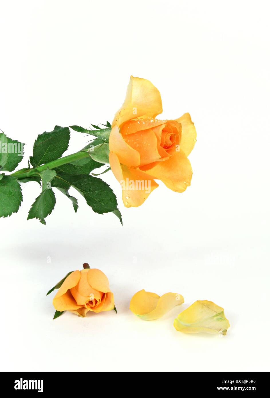 Rose petal detail hi-res stock photography and images - Alamy