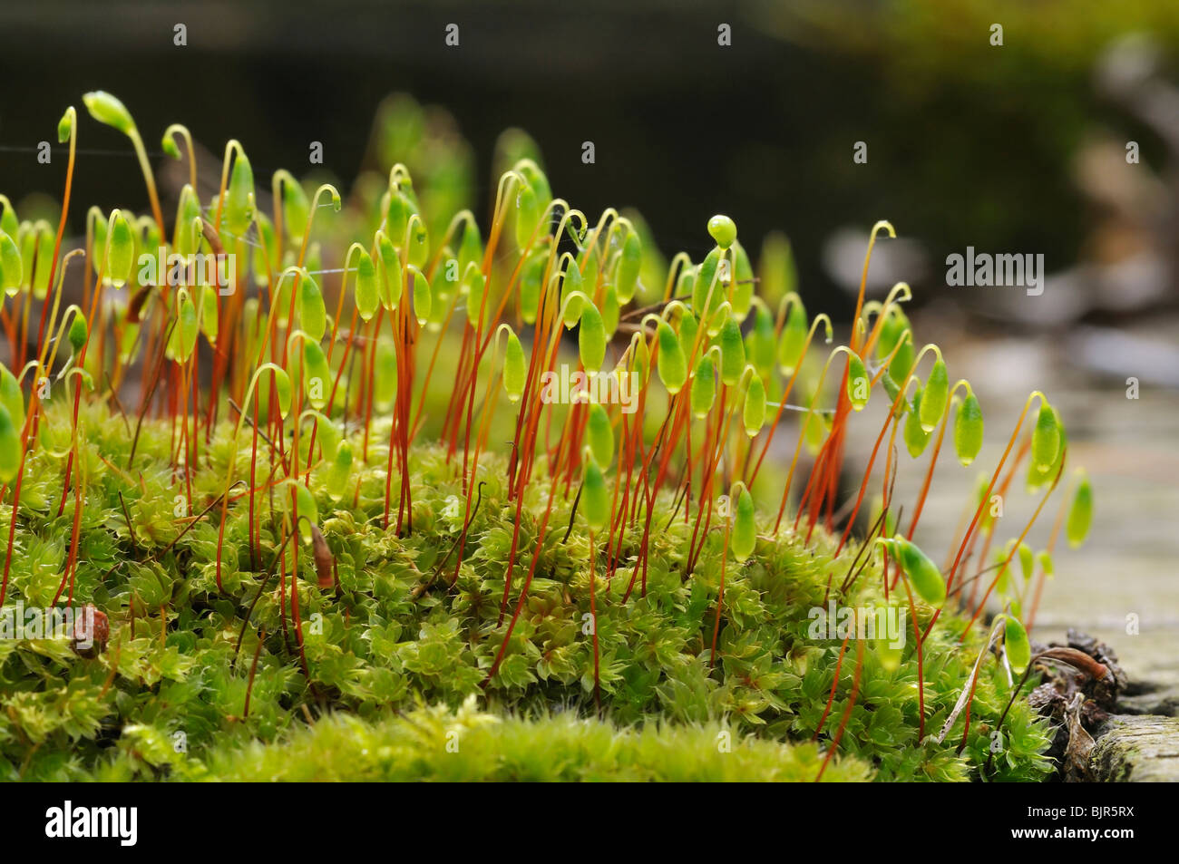 Moss - Bryum Capillare Stock Photo