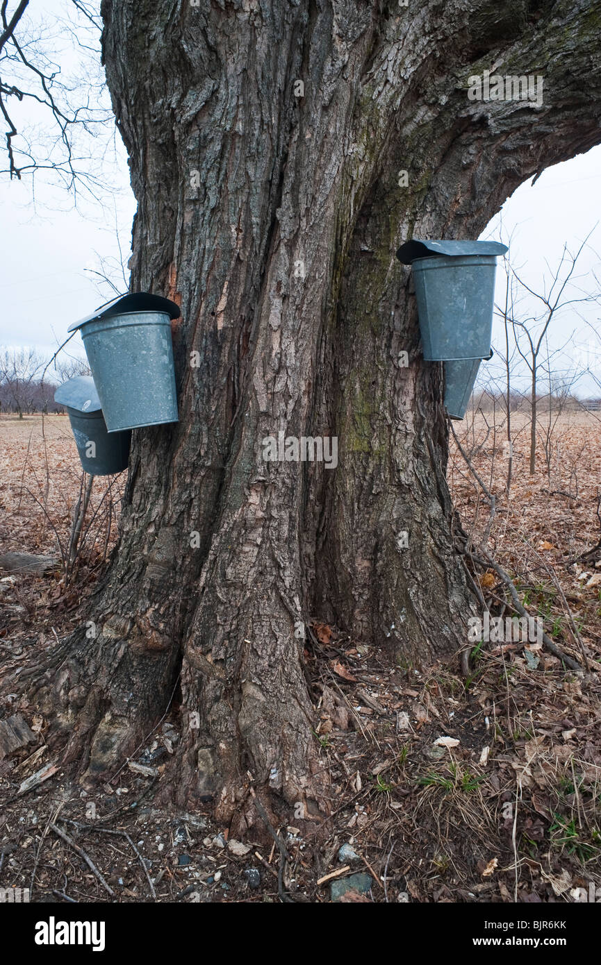 Sugar maple trees tapped for sap to make syrup, Michigan, USA
