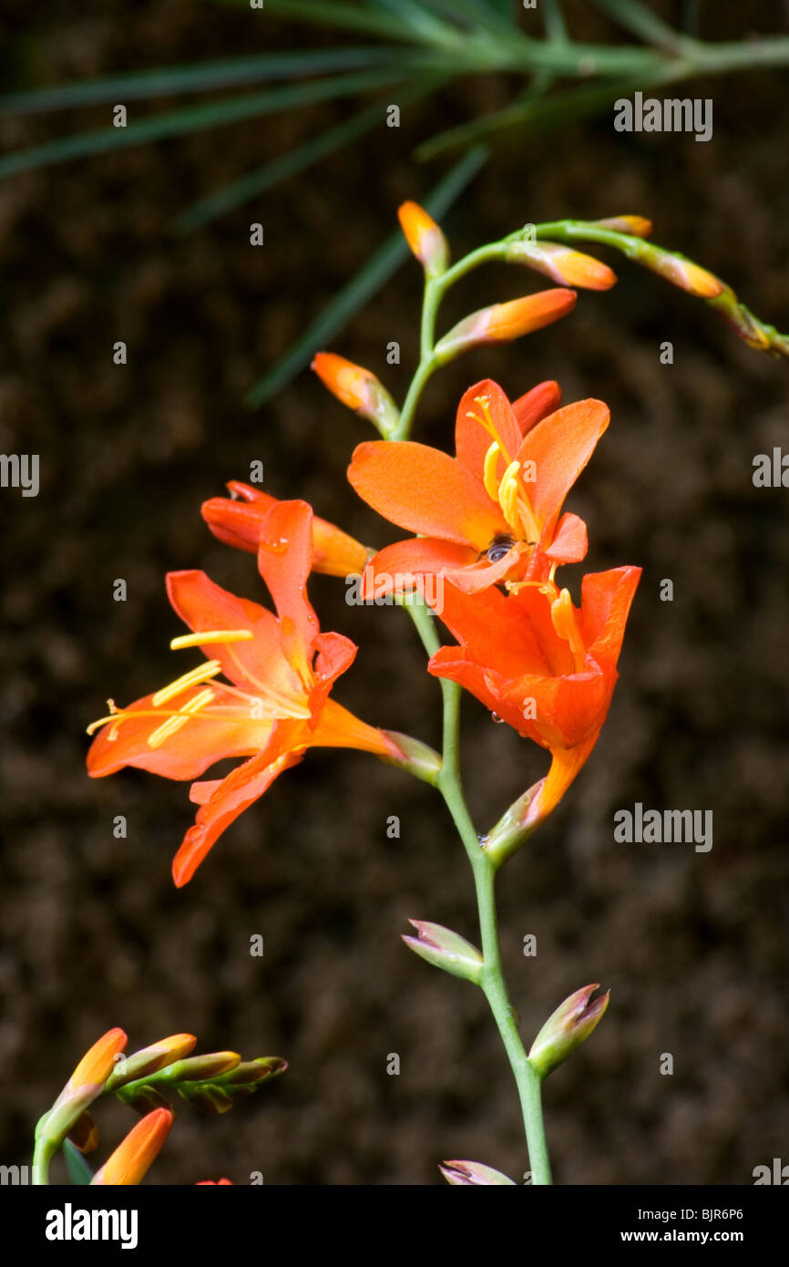 A close-up view of Montbretia (Crocosmia x crocosmiiflora) flowers Stock Photo
