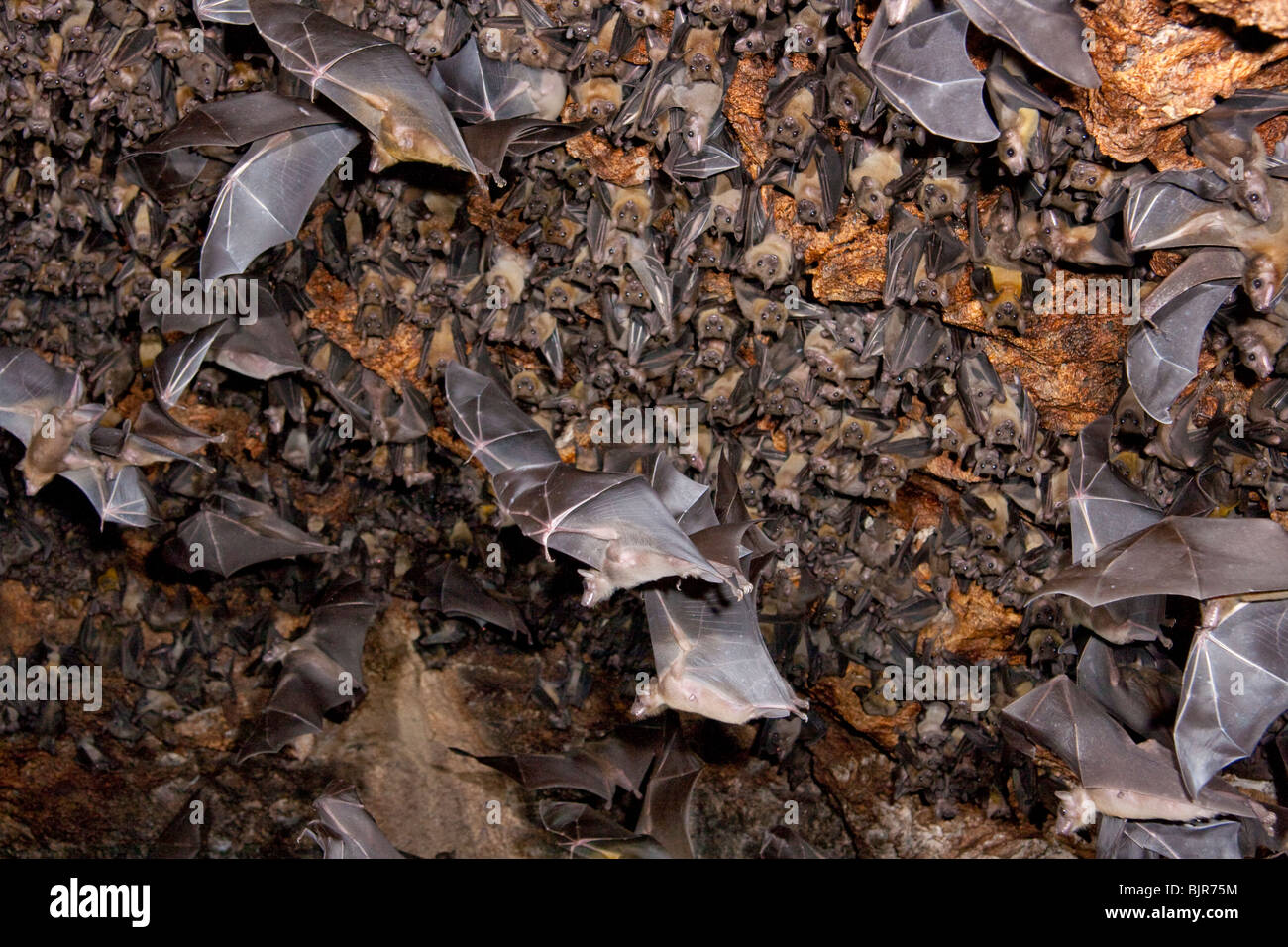 A colony of the Egyptian fruit bats (Rousettus aegyptiacus) in cave, coastal Kenya. Stock Photo