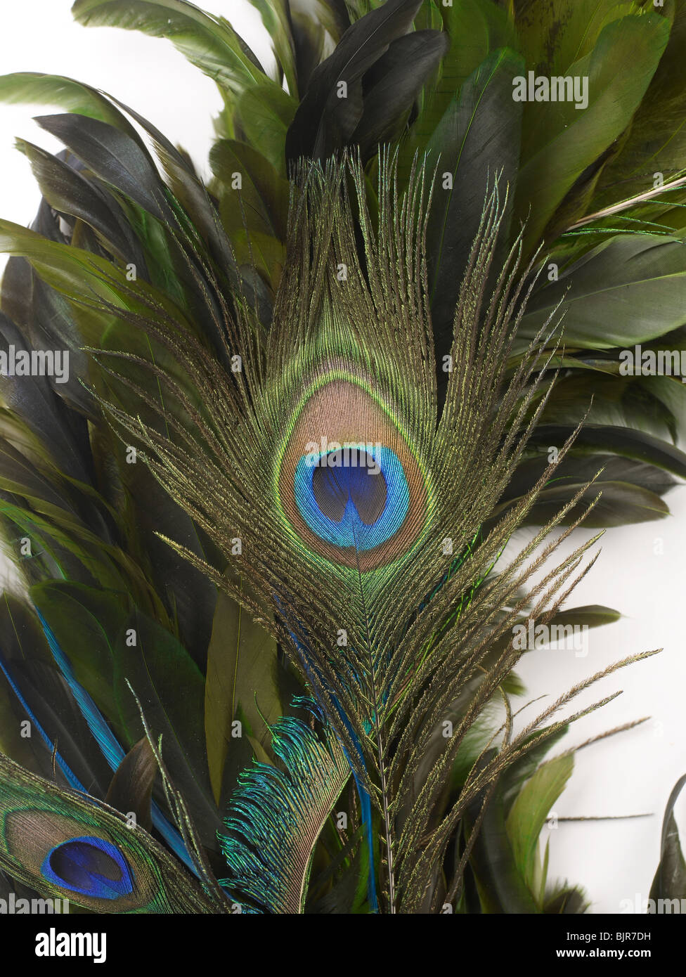 Close-up Feather Blue Green Pattern Peacock Bird Stock Photo