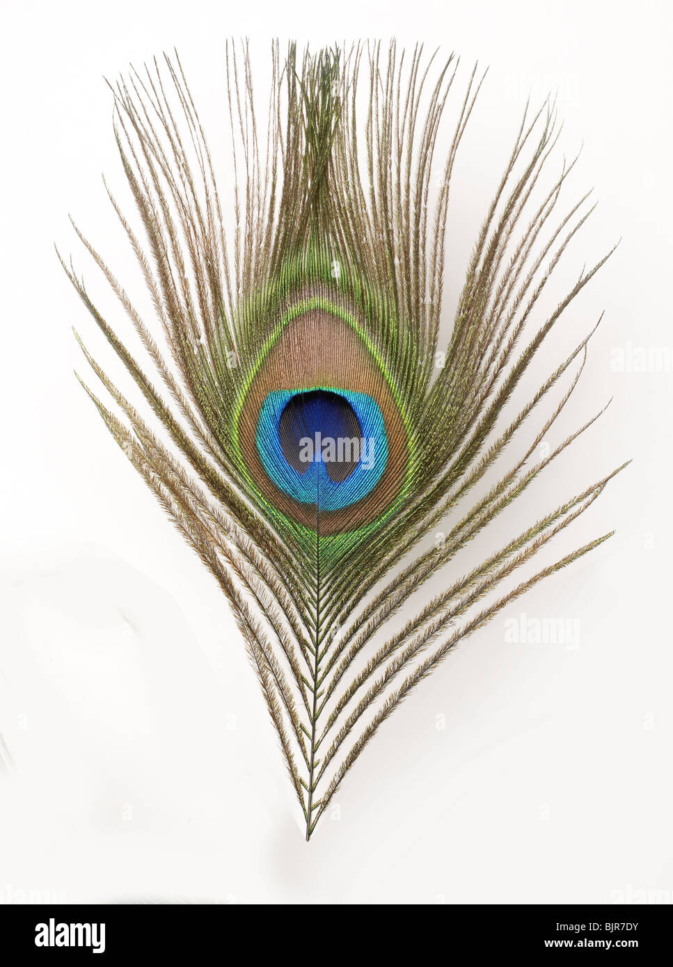 Close-up Feather Blue Green Peacock Stock Photo
