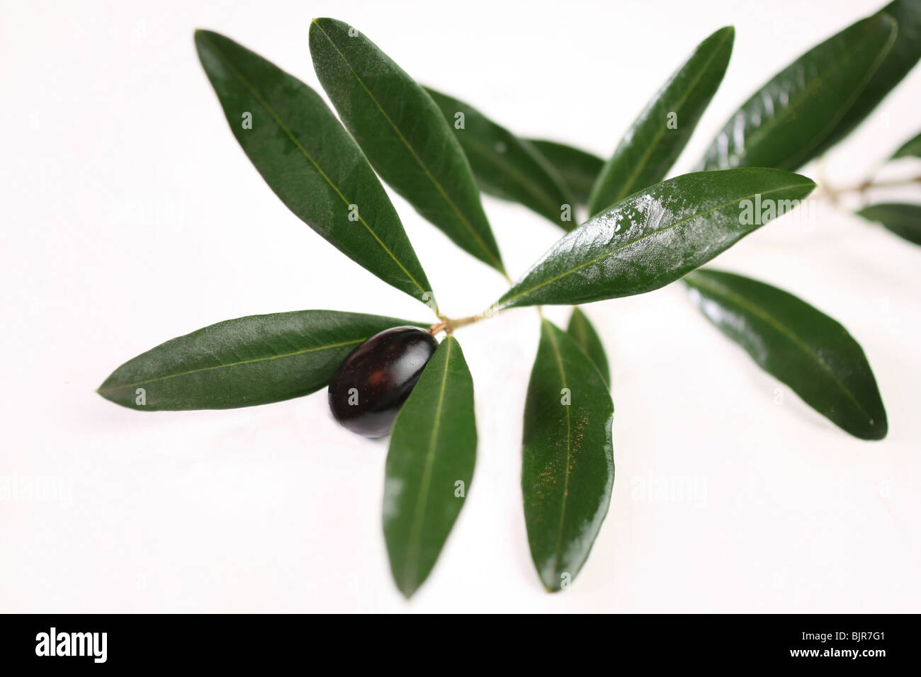 Olive and leaf Stock Photo