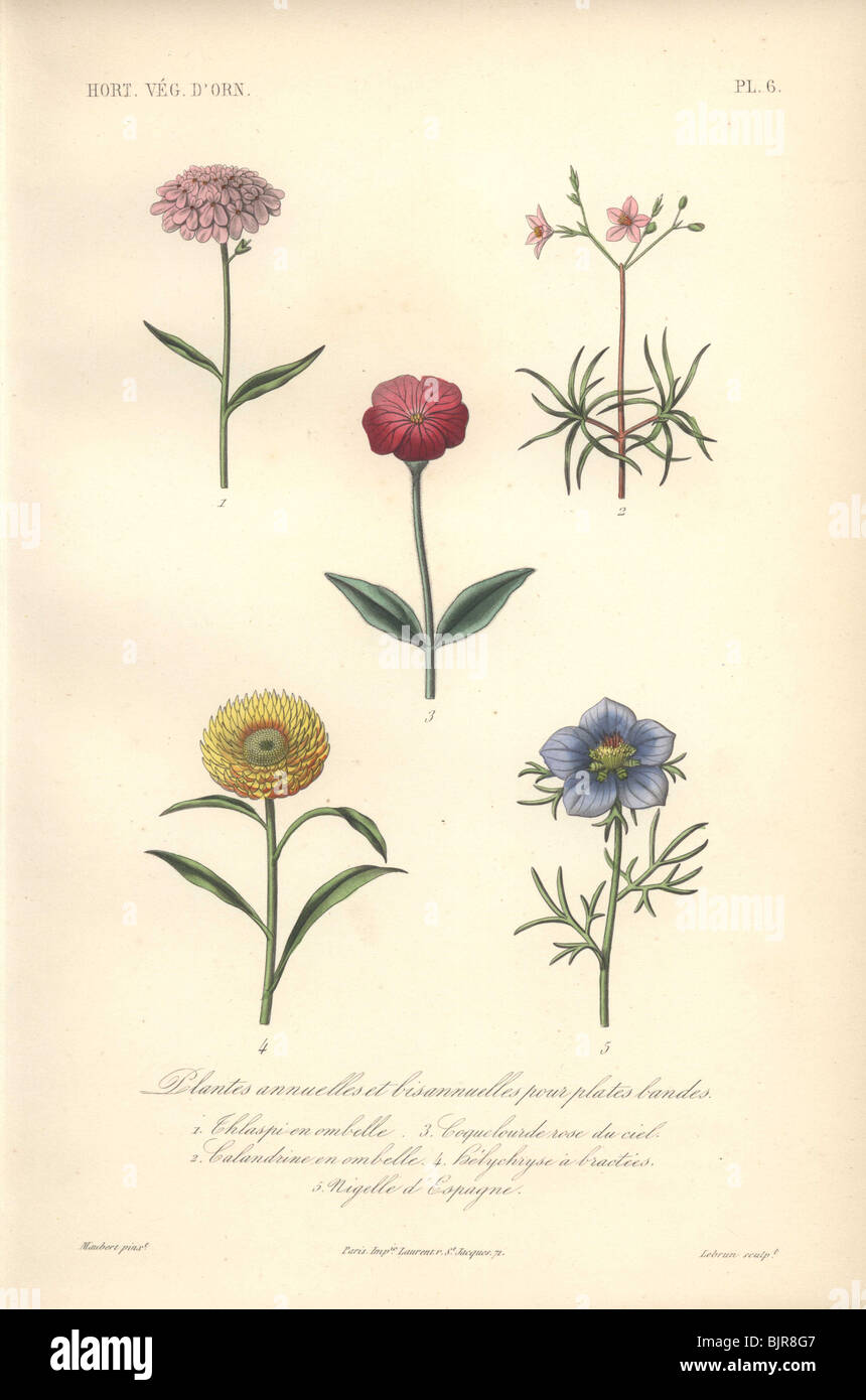 Five annuals: pink thlaspi, calandrina, silene coeli-rosa, everlasting, and love in a mist. Stock Photo