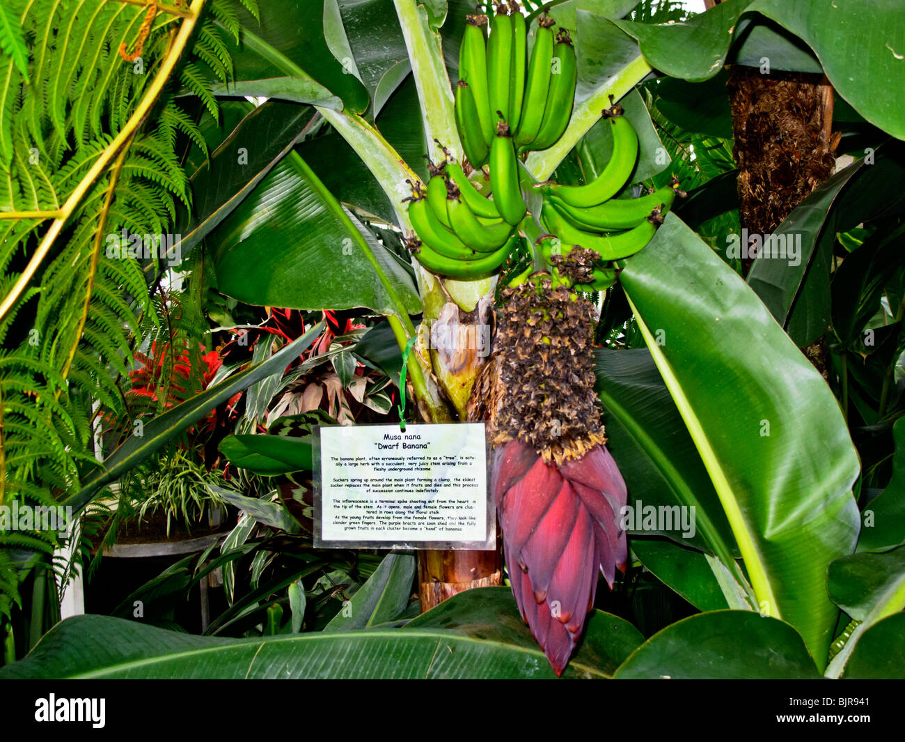 Musa nana or Dwarf Banana, Volunteer Park Conservatory, Seattle, Washington Stock Photo