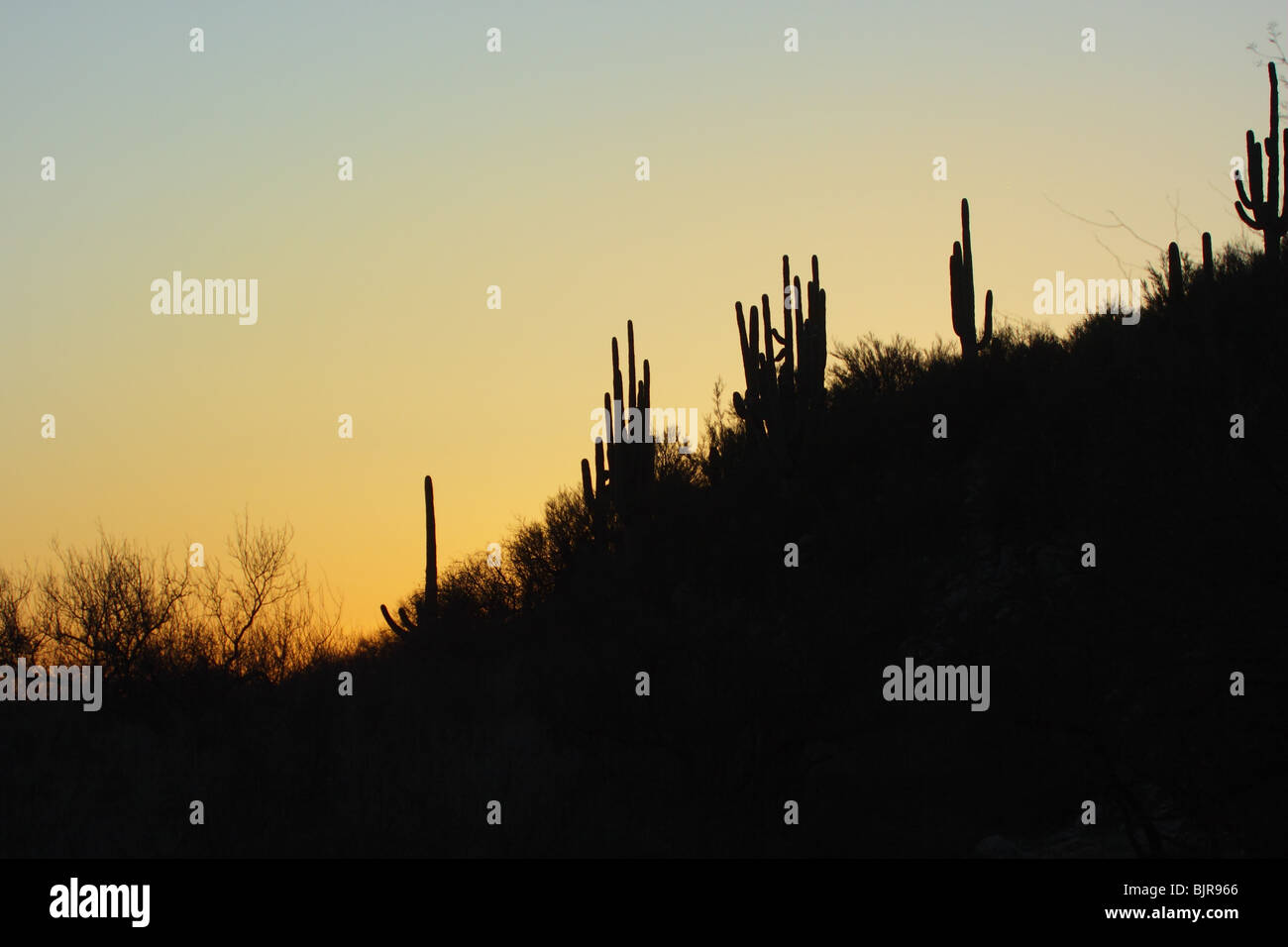 Saguar-Palo Verde desert at sunset. Stock Photo