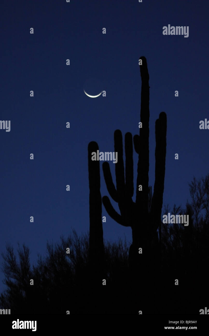 Saguaro cactus with crescent Moon. Stock Photo