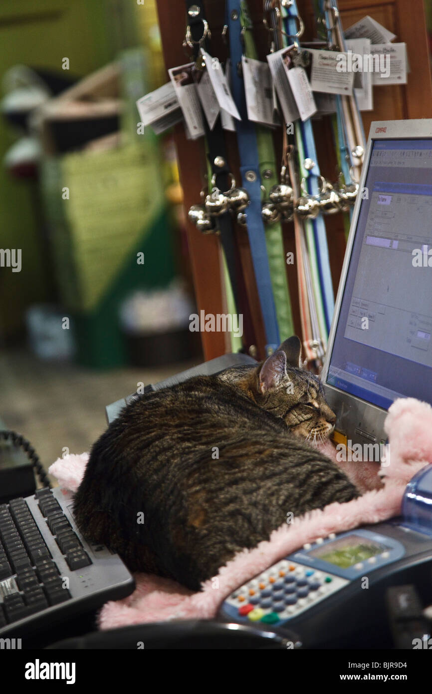 Tabby cat sleeping between computer keyboard and monitor on sales