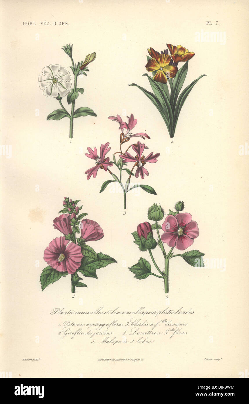 Five annuals: white petunia, wallflower, clarkie, purple mallow and malope. Stock Photo