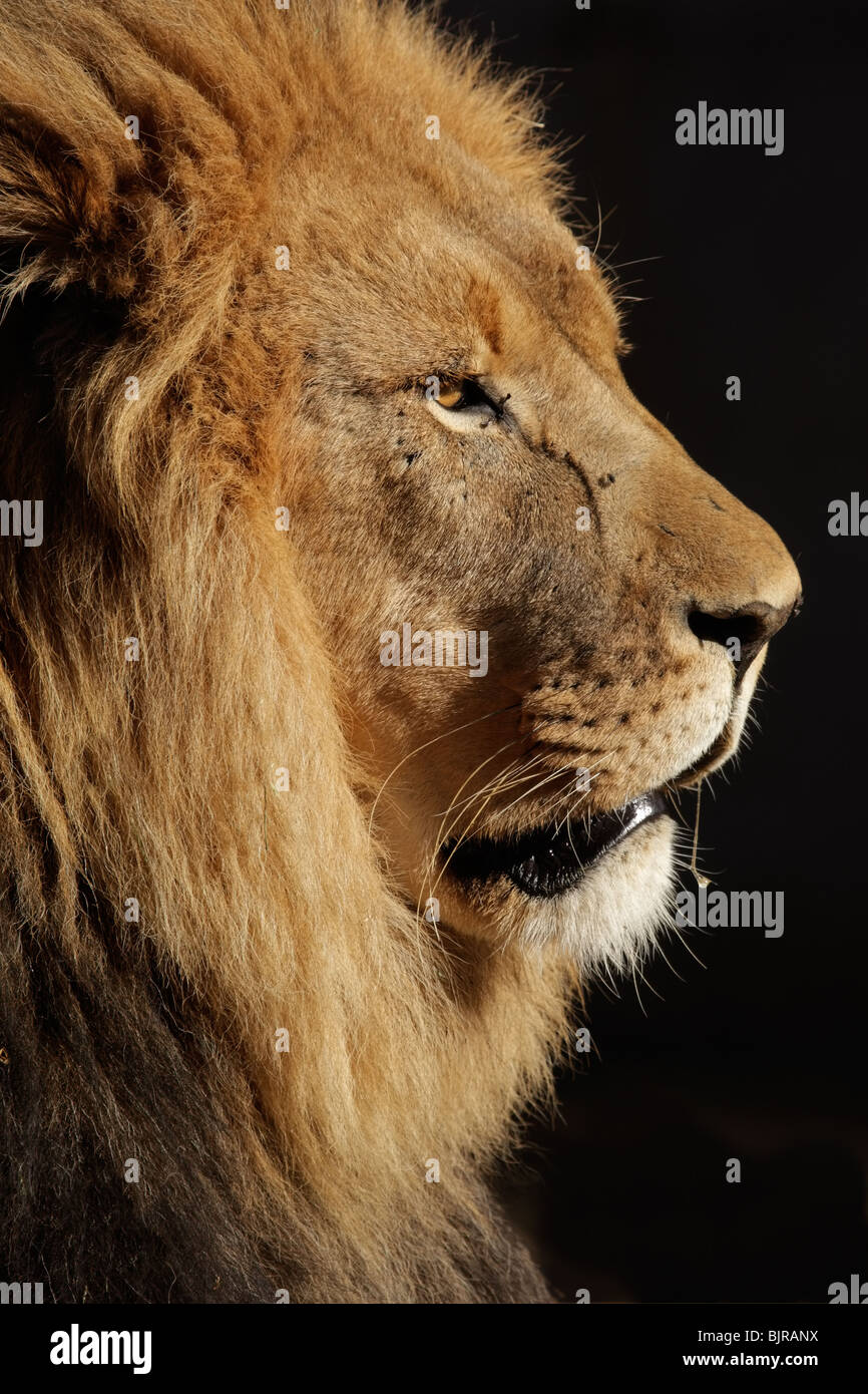 Portrait of a big male African lion (Panthera leo), against a black background, South Africa Stock Photo