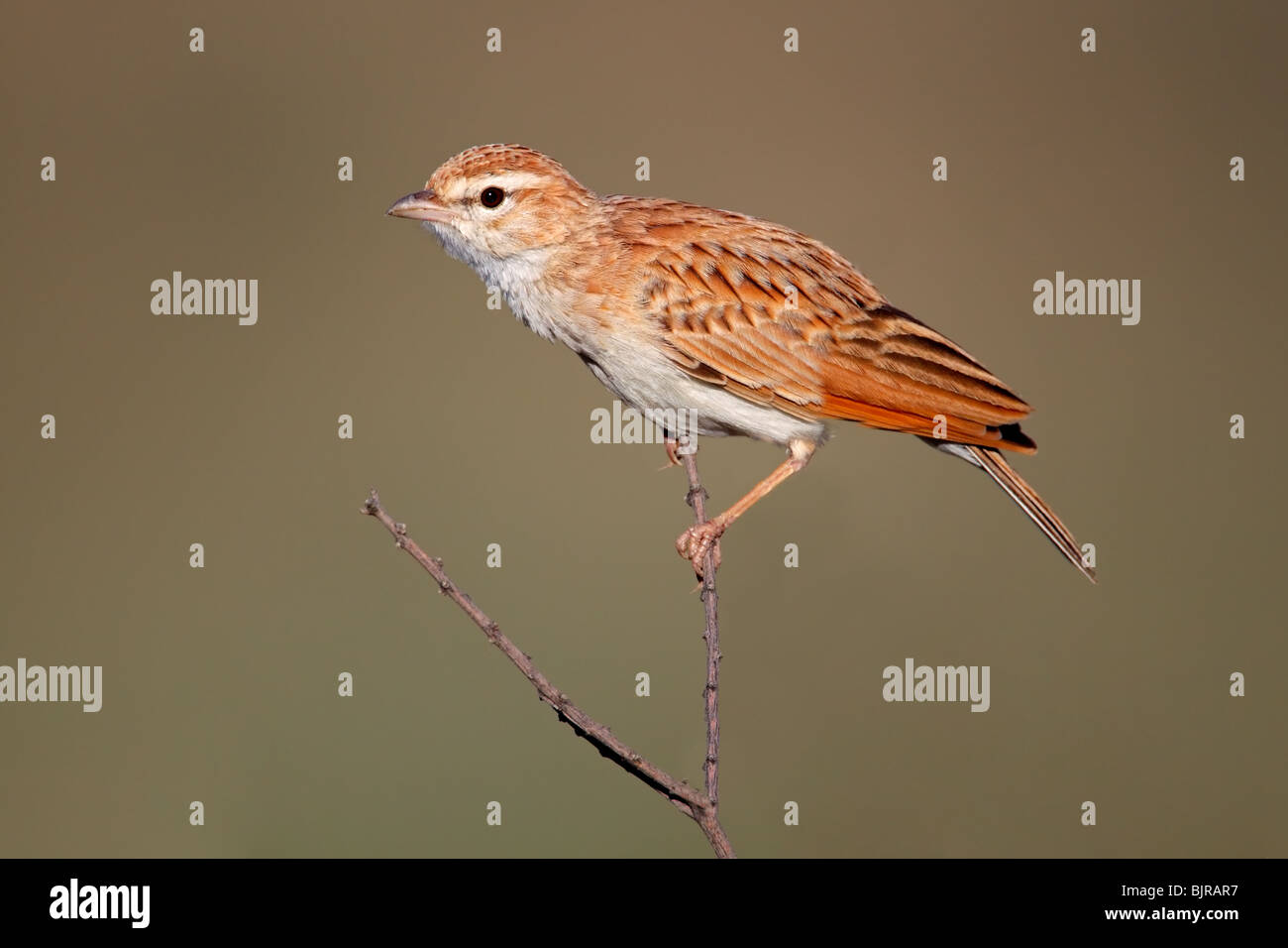 A fawn colored lark (Mirafra africanoides) perched on a twig, Kgalagadi Transfrontier Park, South Africa Stock Photo