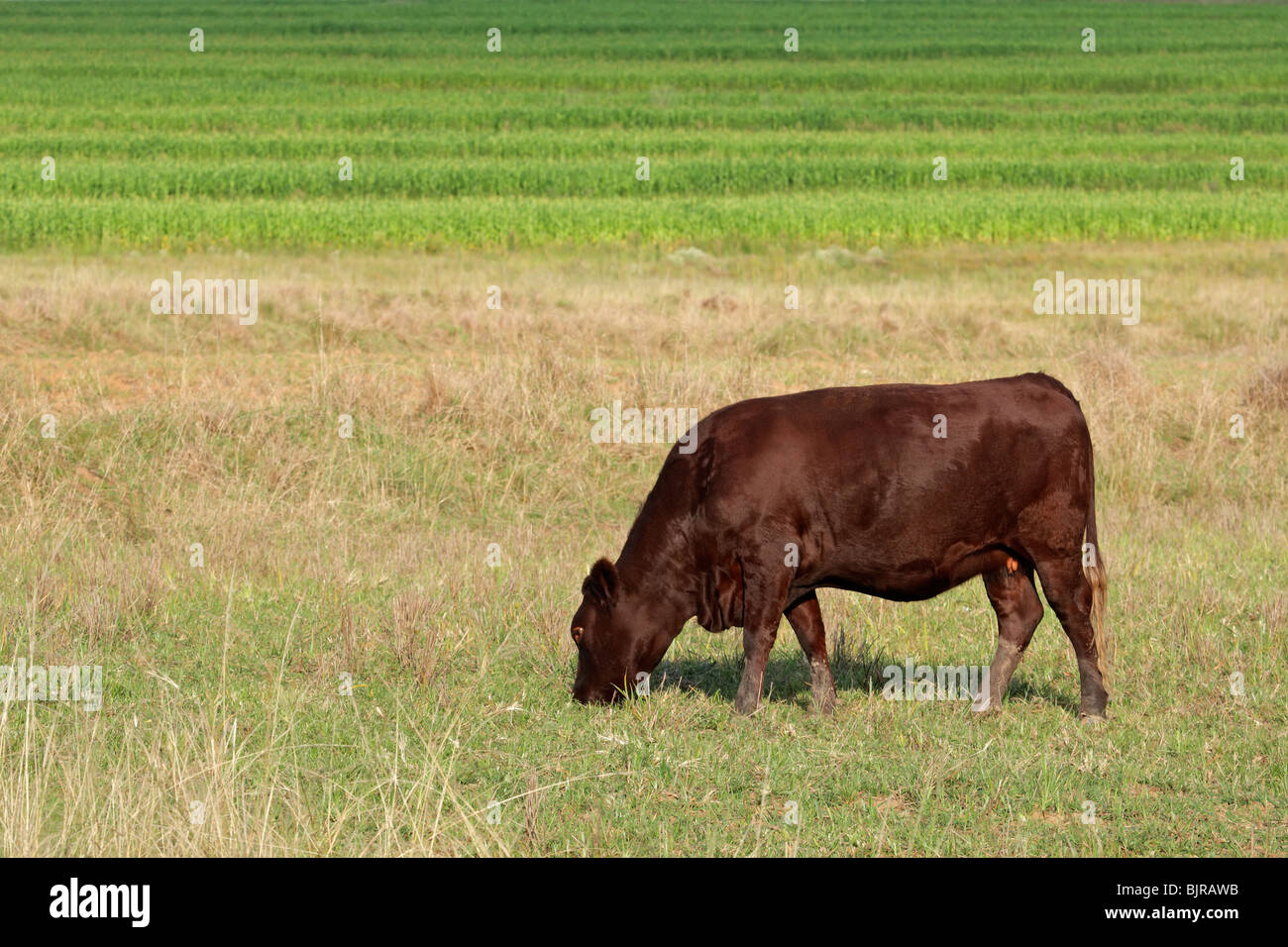 A cow grazing on lush green pasture Stock Photo