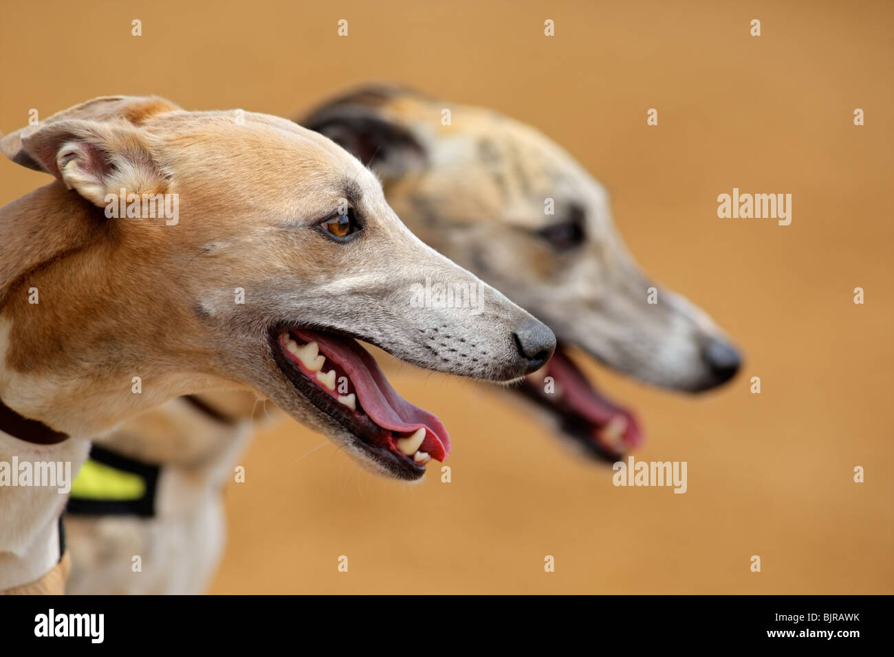 Portraits of two eager greyhounds before a race Stock Photo