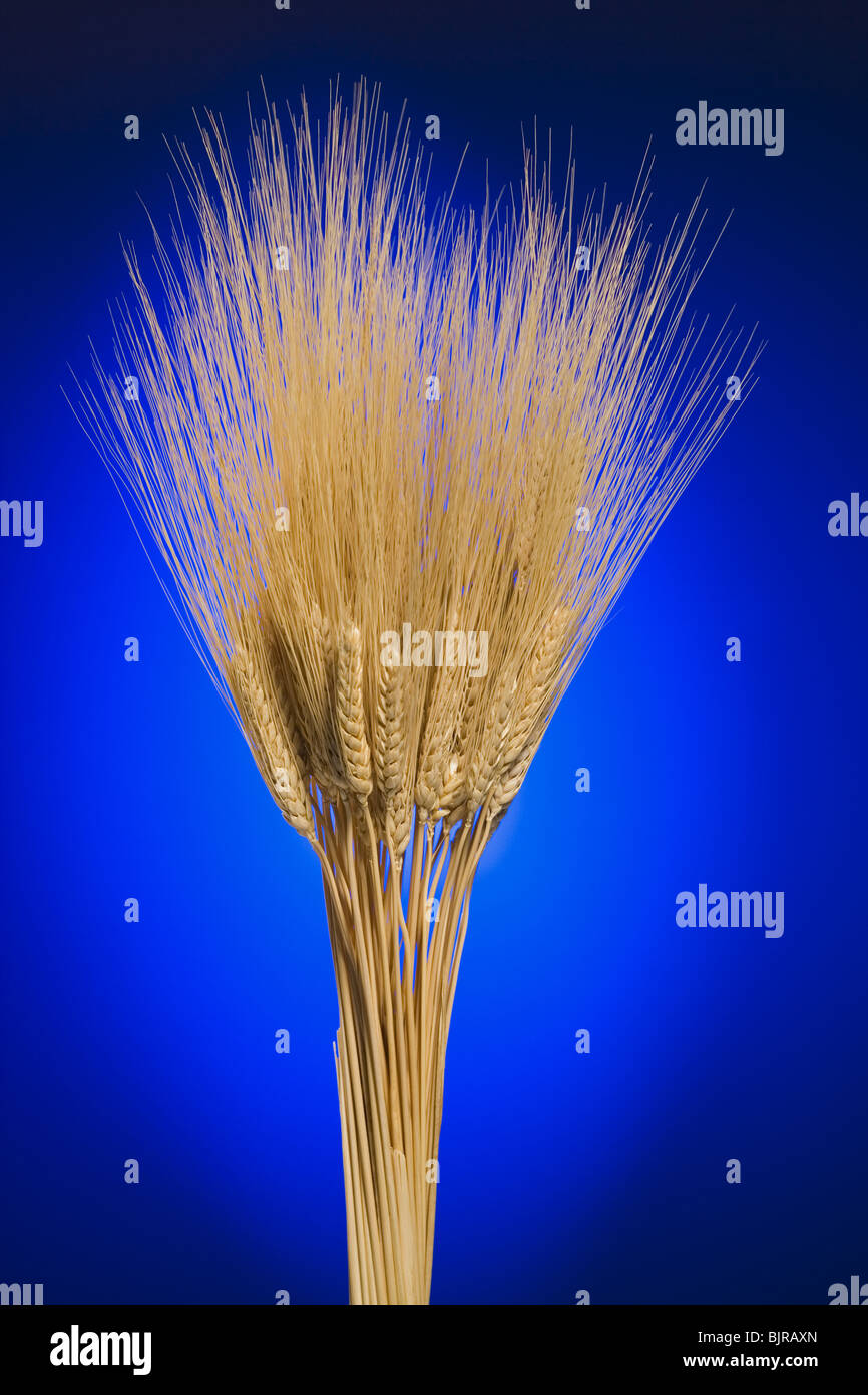 Wheat Stock Photo