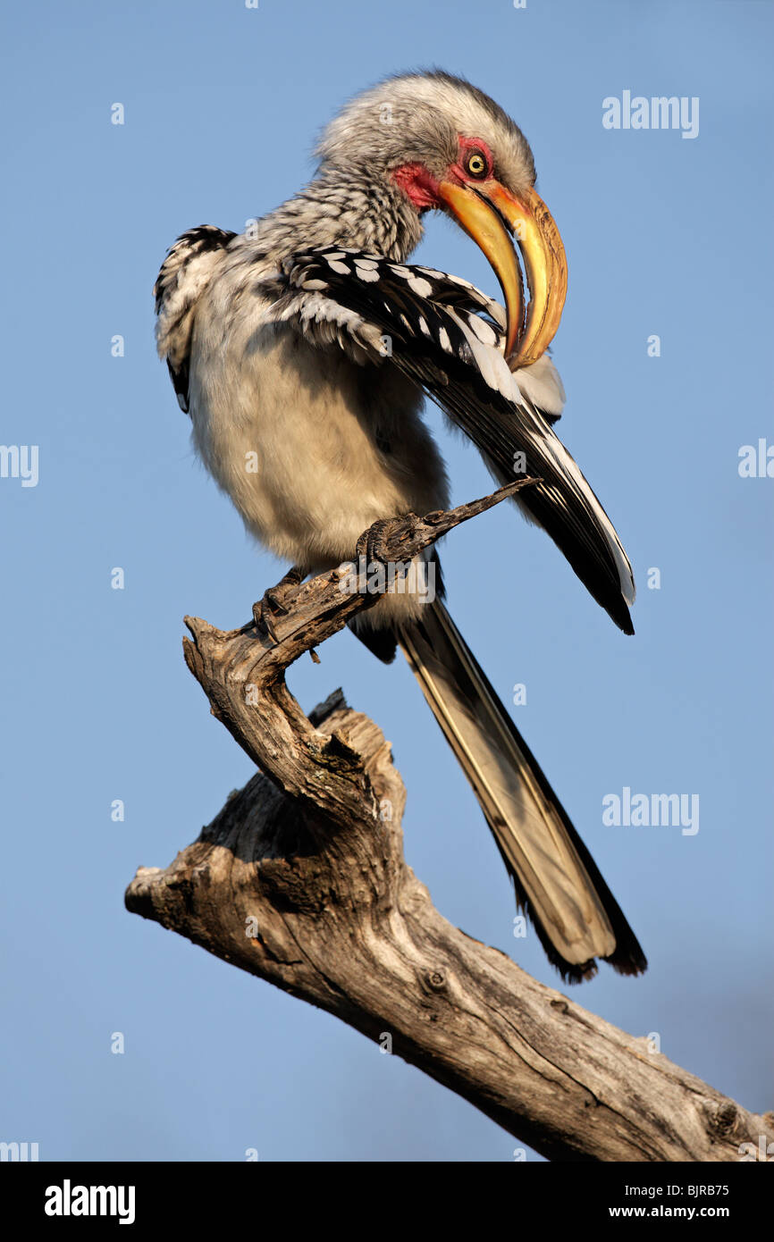 Yellow-billed hornbill (Tockus flavirostris) preening, southern Africa Stock Photo