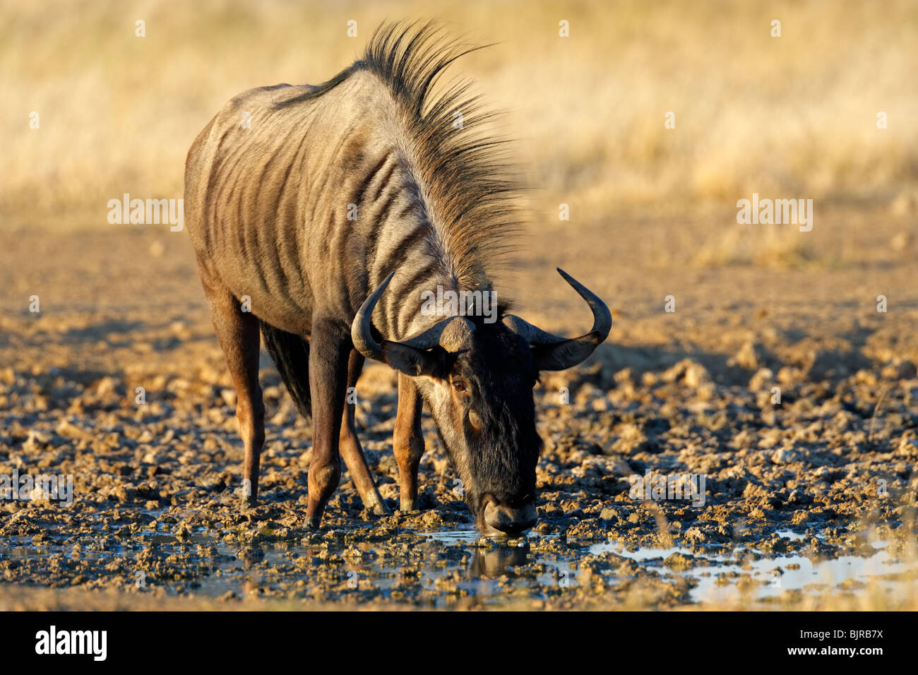 Blue wildebeest (Connochaetes taurinus) drinking water, Kgalagadi Transfrontier Park, South Africa Stock Photo