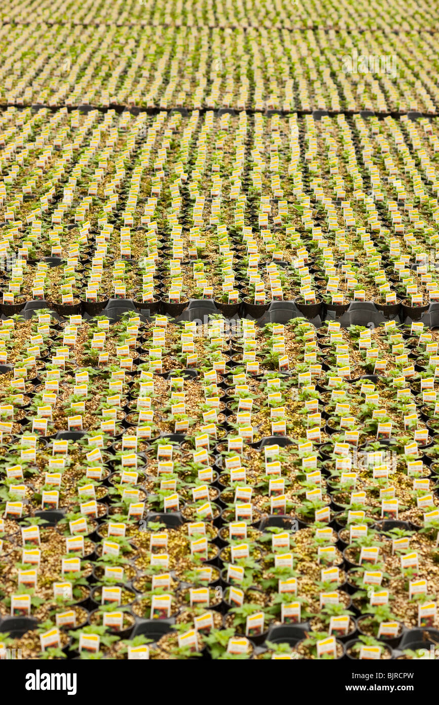 Rows of plants in nursery Stock Photo Alamy