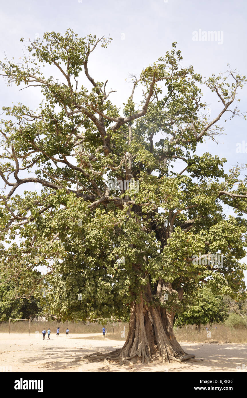 Silk wood tree, The Gambia Stock Photo Alamy