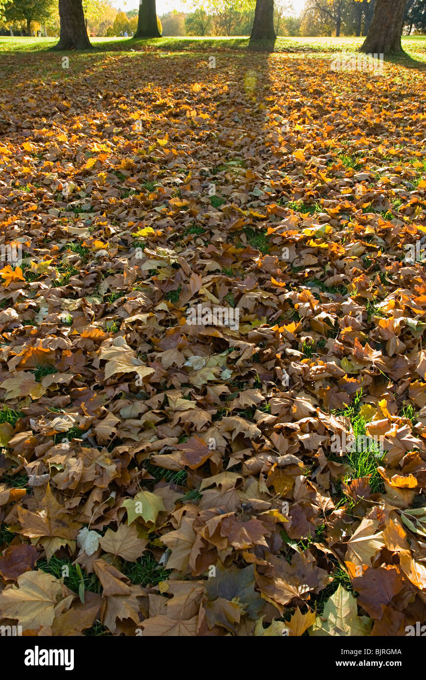 Land covered autumn leaves hi-res stock photography and images - Alamy