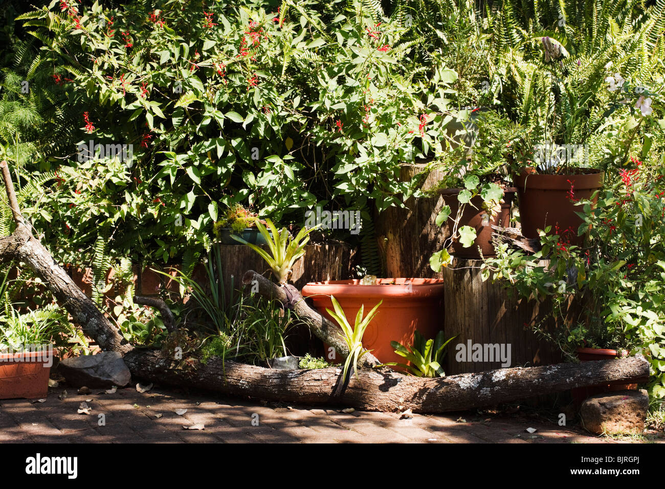 Pot plants, log, rocks and water feature make up a container garden in a corner of a paved patio. Stock Photo