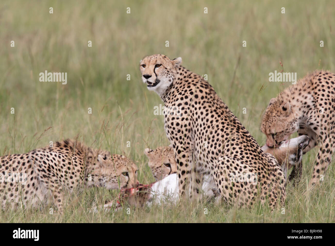 Four cheetahs on a Thomson's Gazelle kill in Kenya Stock Photo