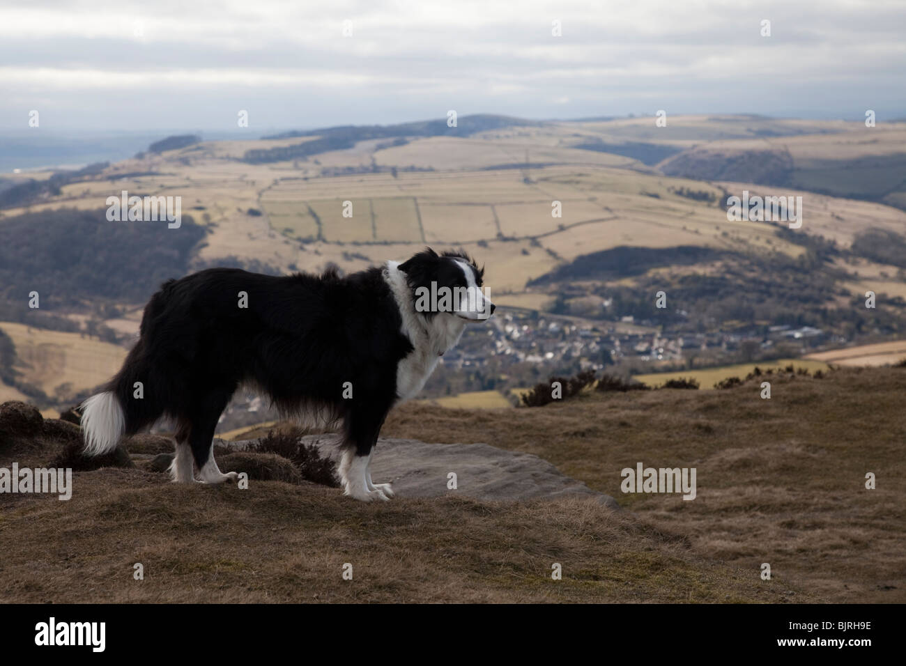 Collie Dog standing on Curbar edge in the Peak District Derbyshire England UK Stock Photo