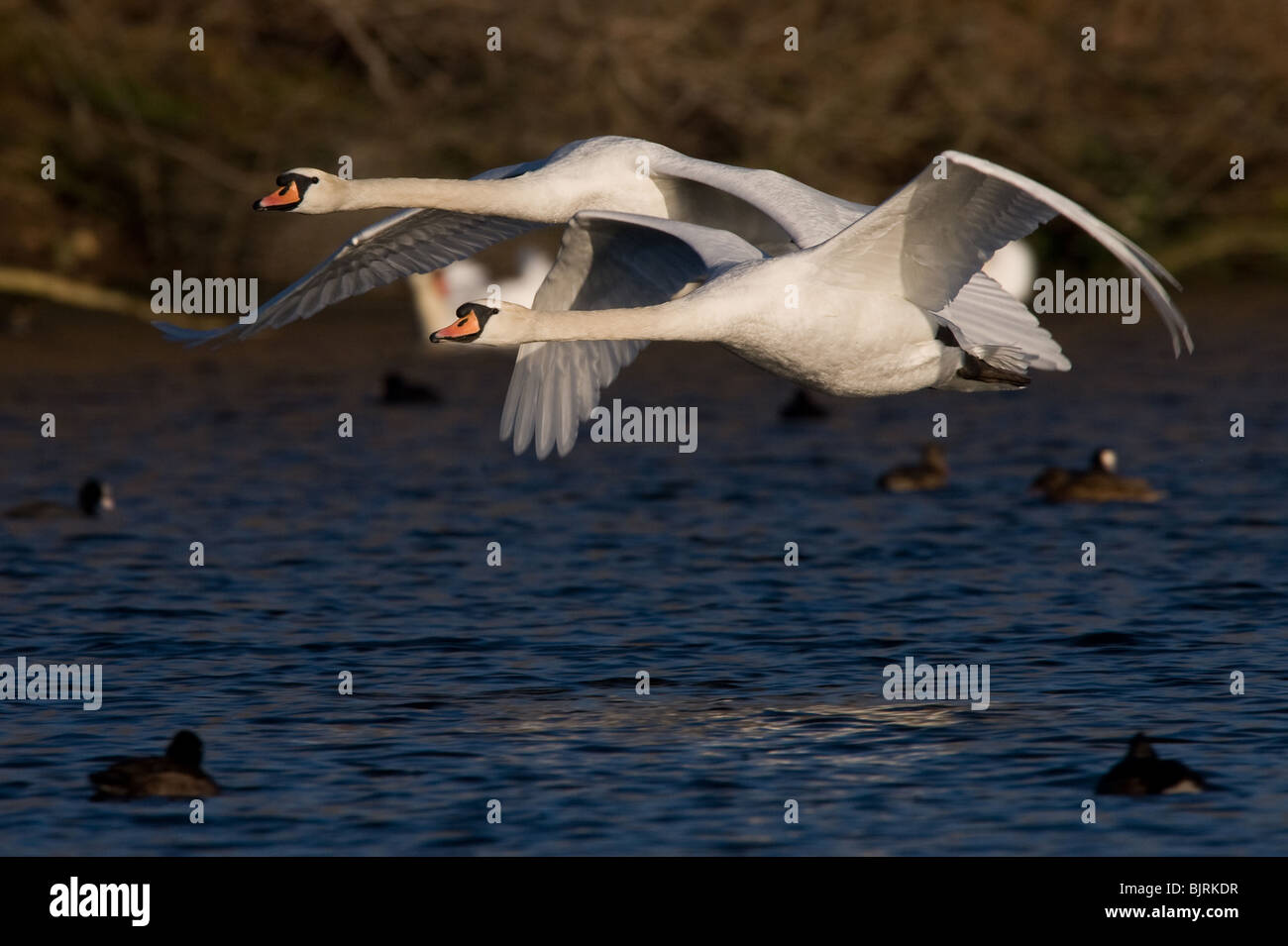 Flying Mute swans, taken at Harrold and Odell Country Park, Bedfordshire Stock Photo