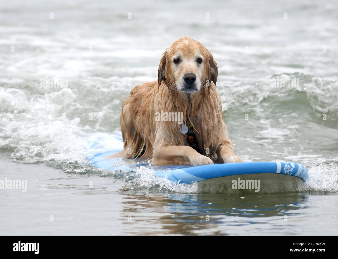 DOGS SURFING 4TH ANNUAL LOWES CORONADO BAY RESORT SURFDOG COMPETITION SAN DIEGO CA USA 20 June 2009 Stock Photo