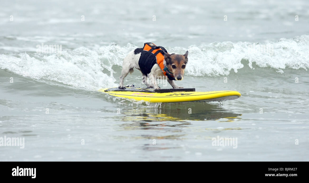 DOGS SURFING 4TH ANNUAL LOWES CORONADO BAY RESORT SURFDOG COMPETITION SAN DIEGO CA USA 20 June 2009 Stock Photo