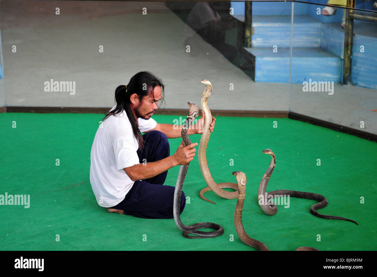 Show of snakes Stock Photo