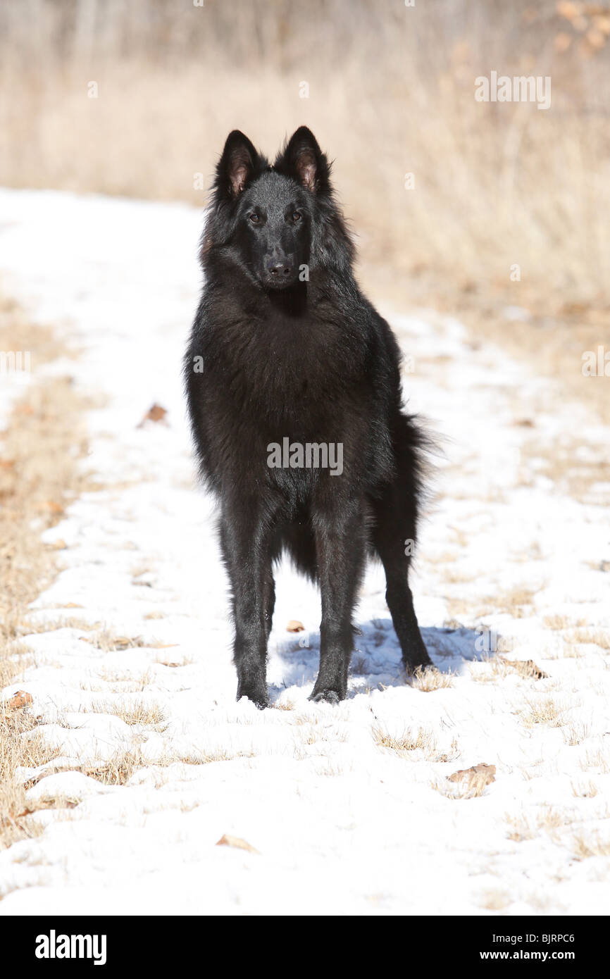 Belgian Shepherd Dog, Sheepdog Running Stock Photo