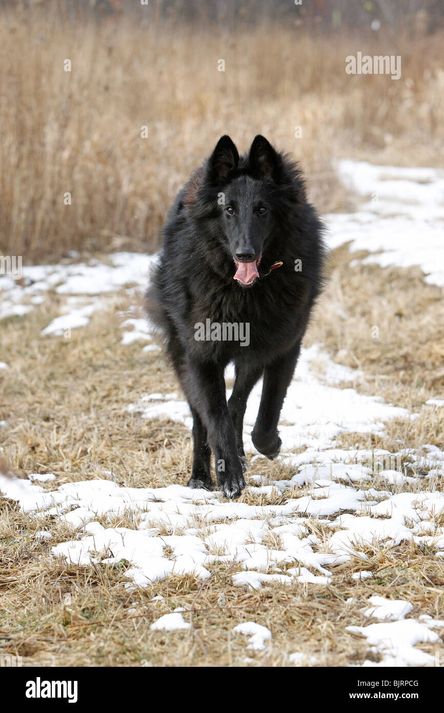 Belgian Shepherd Dog, Sheepdog Running Stock Photo