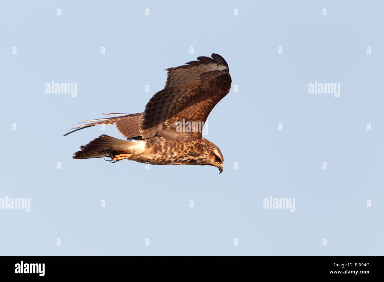 Flying Female Snail Kite (Rostrhamus sociabilis) Stock Photo