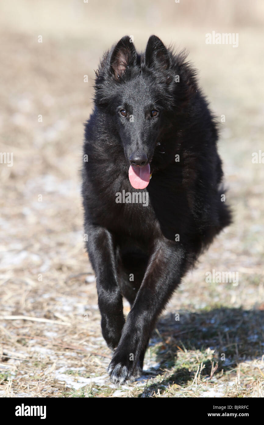 Belgian Shepherd Dog, Sheepdog Running Stock Photo